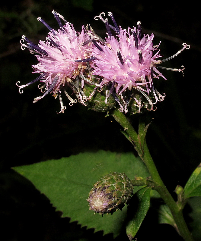 Image of Saussurea grandifolia specimen.