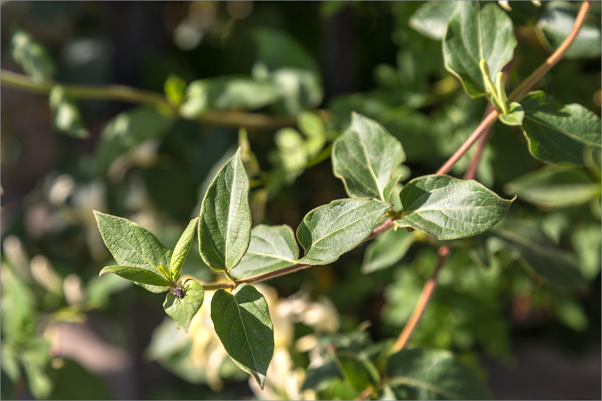 Image of Lonicera japonica specimen.