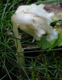 Hypopitys monotropa. Цветущее растение. Ленинградская обл., 3 км С-З ж-д ст. Лемболово. 02.09.2009.