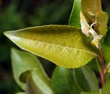 Salix caprea. Лист. Московская обл., Раменский р-н, окр. ж.-д. платформы Хрипань, просека под ЛЭП. 08.06.2016.