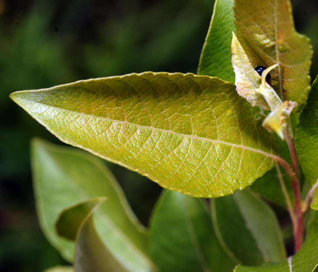 Image of Salix caprea specimen.