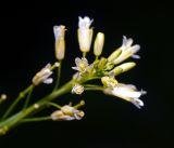 Turritis glabra. Верхушка соцветия. Московская обл., Раменский р-н, окр. ж.-д. платформы Хрипань, смешанный лес у ЛЭП. 13.06.2016.
