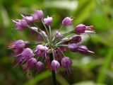 Allium sacculiferum. Соцветие. Приморье, окр. г. Находка, гора Сестра, лес у подножия горы. 30.09.2015.