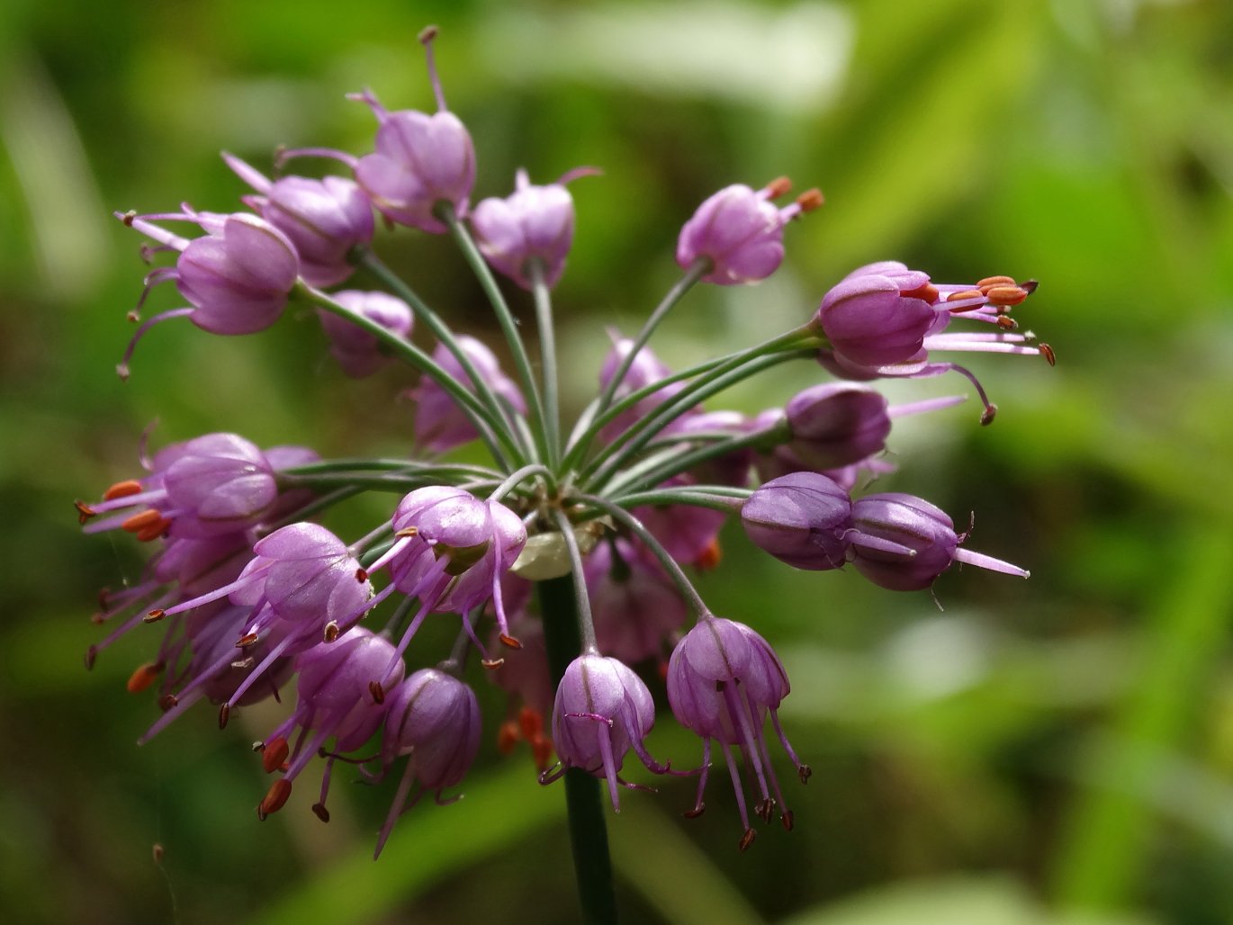 Изображение особи Allium sacculiferum.