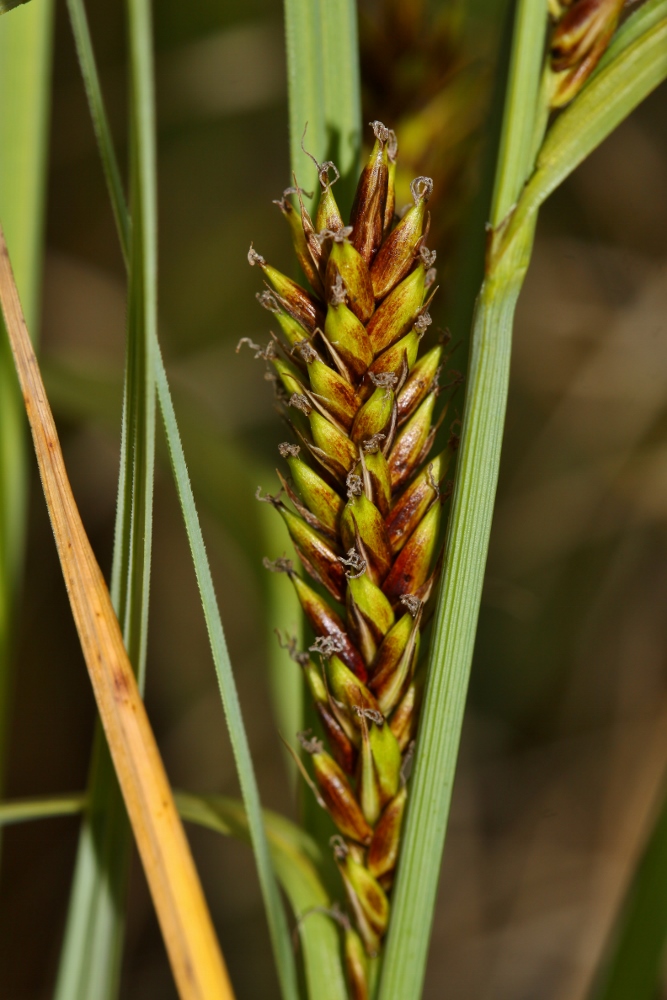 Изображение особи Carex kirganica.