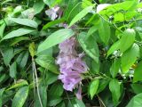 Mansoa alliacea