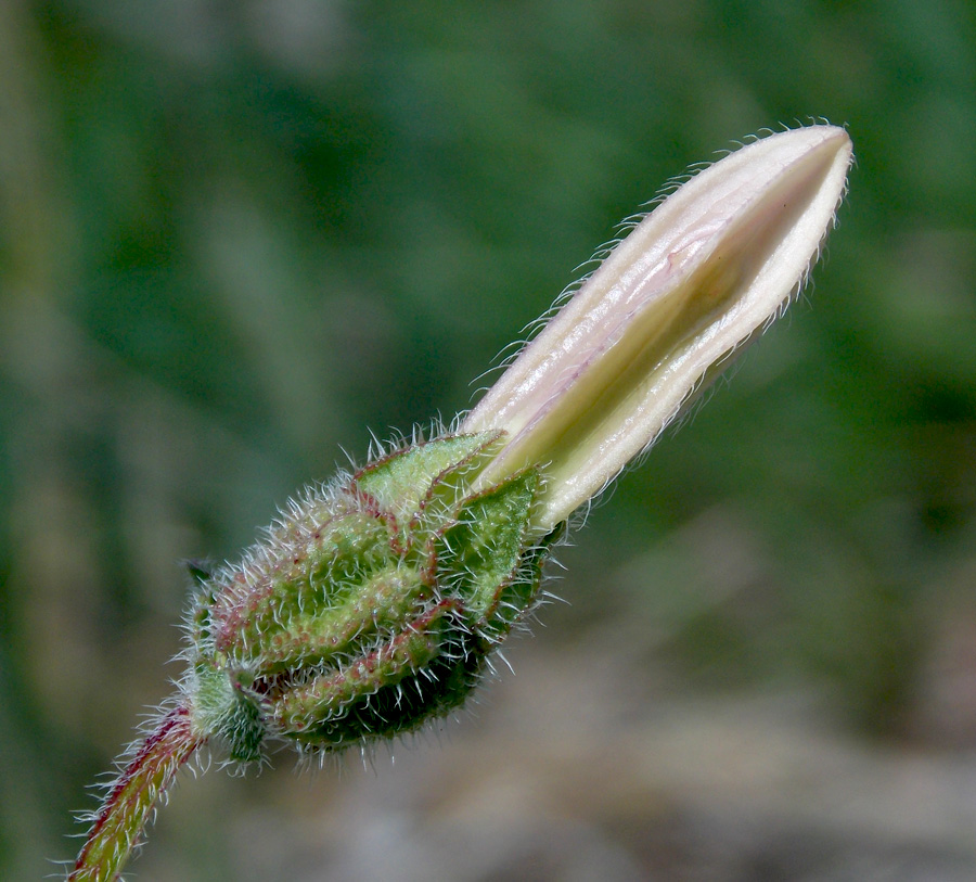 Image of Campanula komarovii specimen.