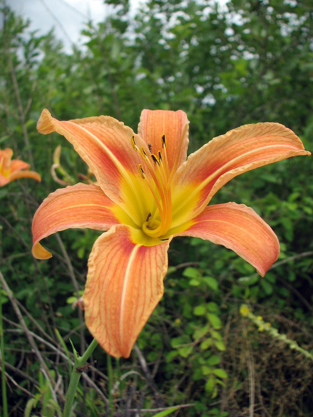 Image of Hemerocallis fulva specimen.