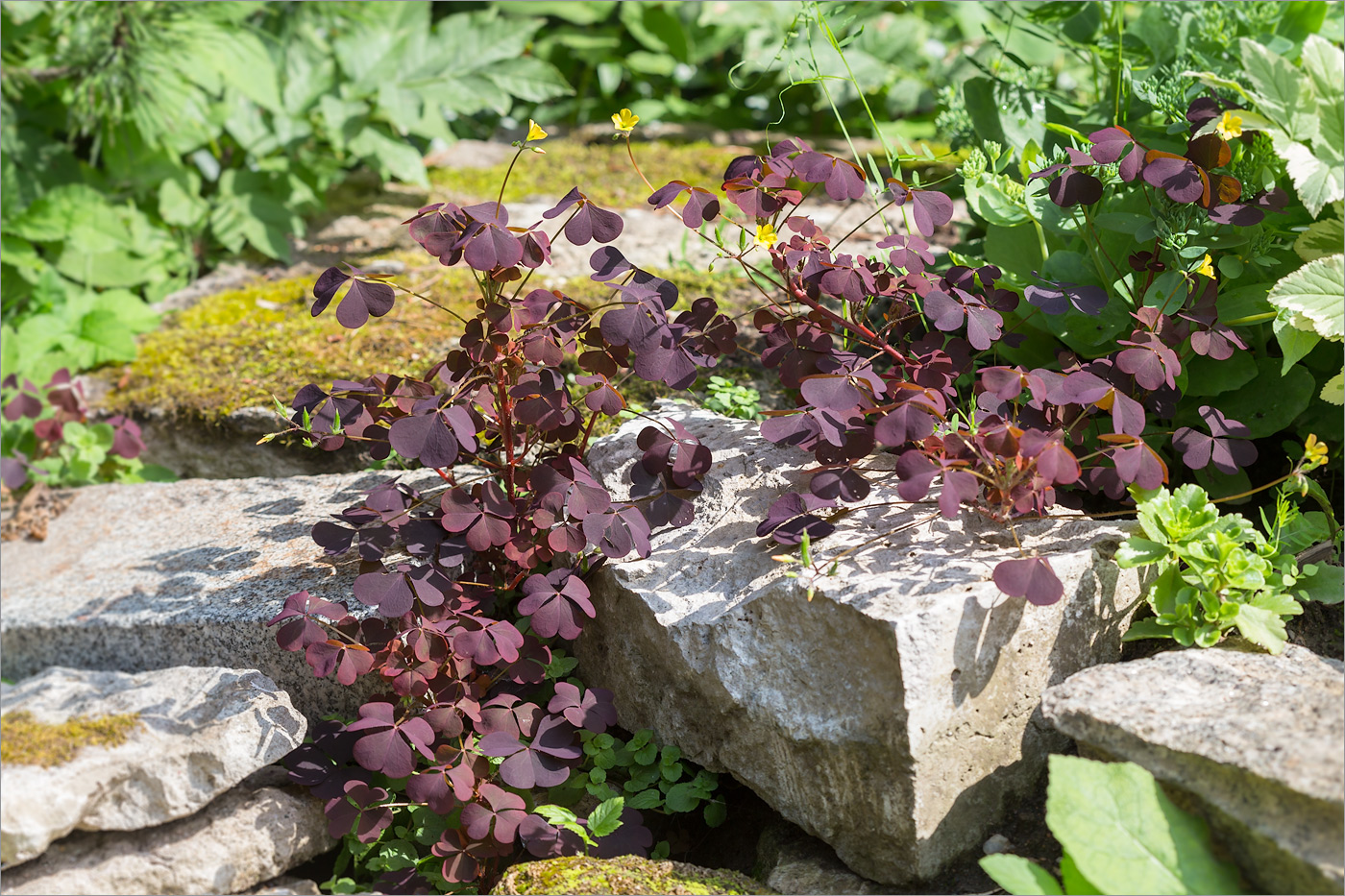 Изображение особи Oxalis stricta.