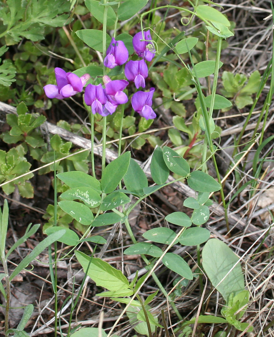 Image of Lathyrus humilis specimen.