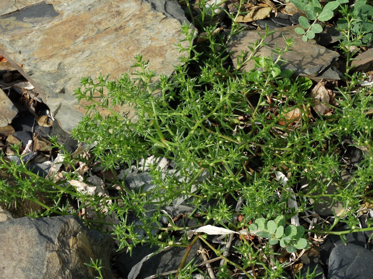 Image of Salsola komarovii specimen.