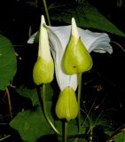 View full-size image Calystegia silvatica