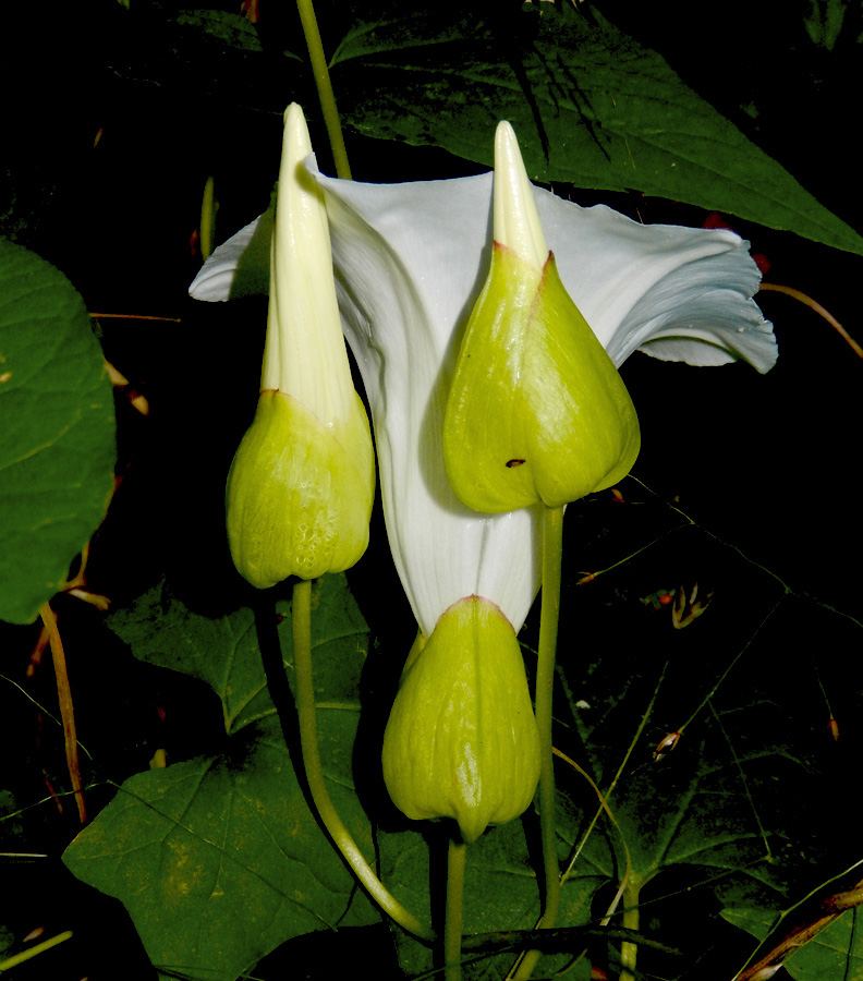 Image of Calystegia silvatica specimen.