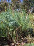 Euphorbia cyparissias