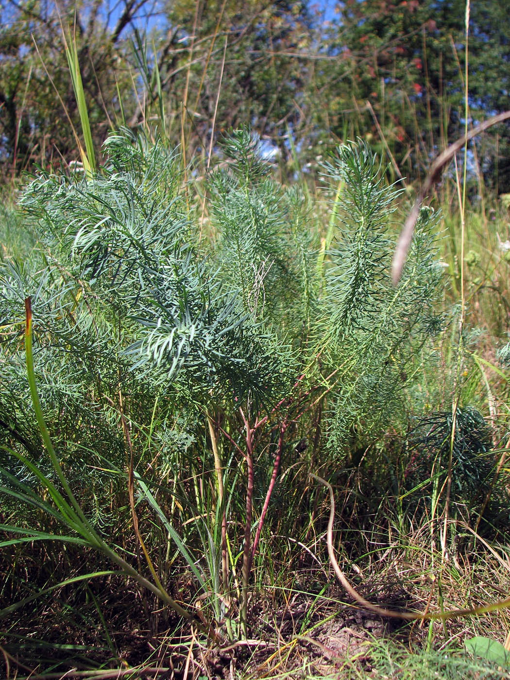 Изображение особи Euphorbia cyparissias.