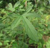 Althaea narbonensis