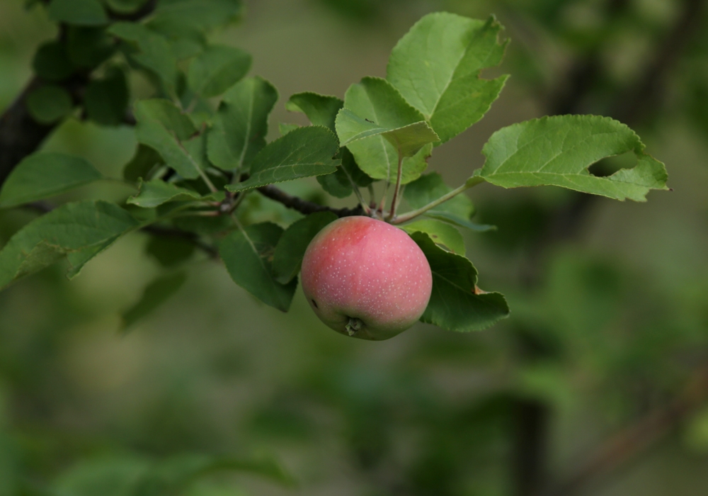 Изображение особи Malus sieversii.