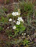 Parnassia palustris. Цветущее и расцветающее растения. Исландия, долина Хёйкадалюр, окраина геотермального поля. 01.08.2016.