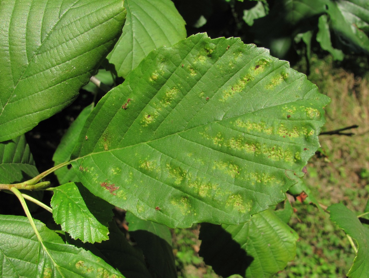 Image of Alnus barbata specimen.
