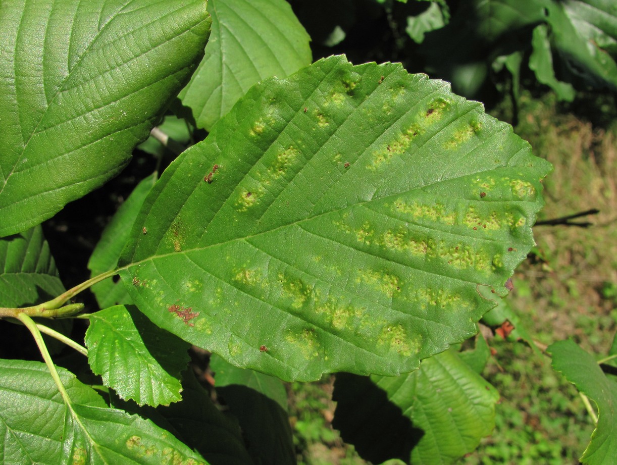 Изображение особи Alnus barbata.