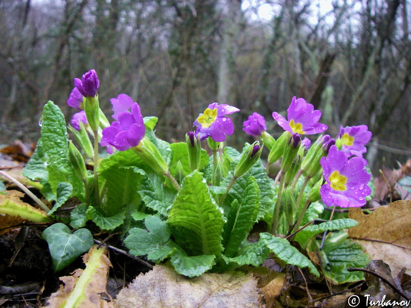 Изображение особи Primula vulgaris.