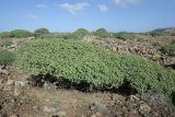 Euphorbia balsamifera. Растения начале цветения в глубоком понижении между каменистыми валами. и Lycium intricatum. Испания, автономное сообщество Канарские острова, остров Фуэртевентура, провинция Лас Пальмас, муниципалитет Ла Олива, восточные окр. пос. Эль Котильо, предгорная равнина, пояс суккулентных кустарников. 09.03.2016.