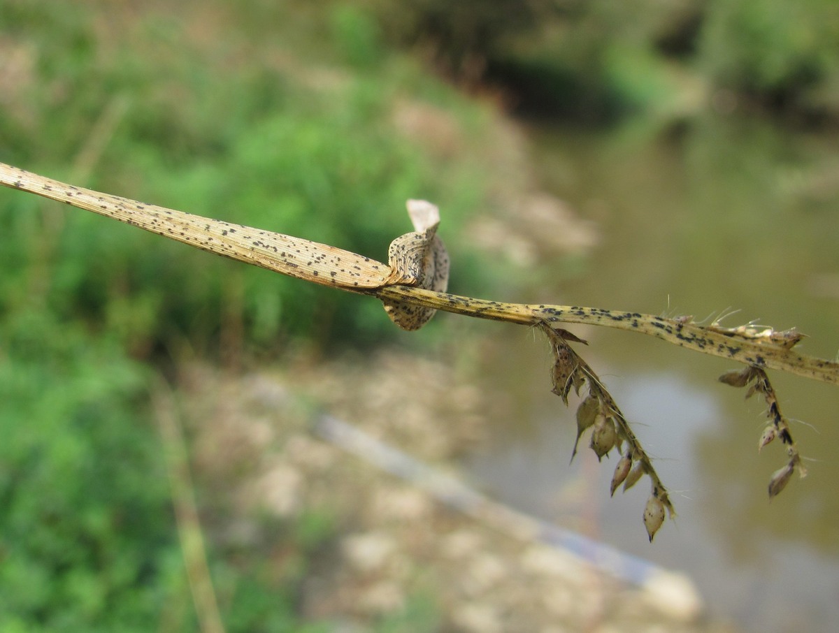 Image of Echinochloa crus-galli specimen.