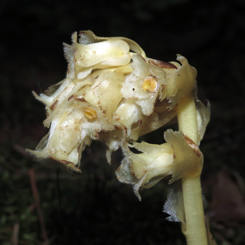 Image of Hypopitys monotropa specimen.