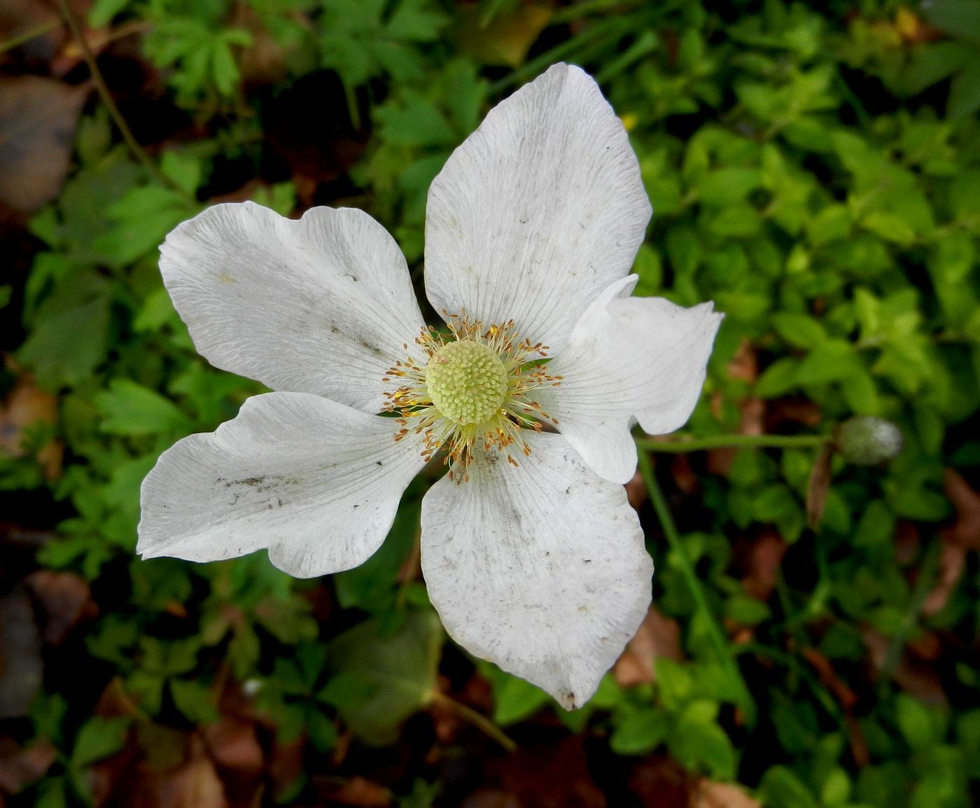 Image of Anemone sylvestris specimen.