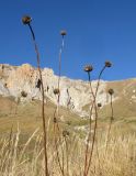 Cephalaria gigantea. Верхушки засыхающих побегов с соплодиями. Адыгея, Кавказский биосферный заповедник, Фишт-Оштенский массив, перевал Узуруб, выс. ≈ 1950 м н.у.м., каменистый склон, субальпийский луг. 18.10.2015.