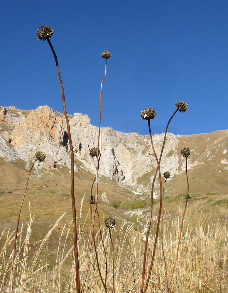 Image of Cephalaria gigantea specimen.