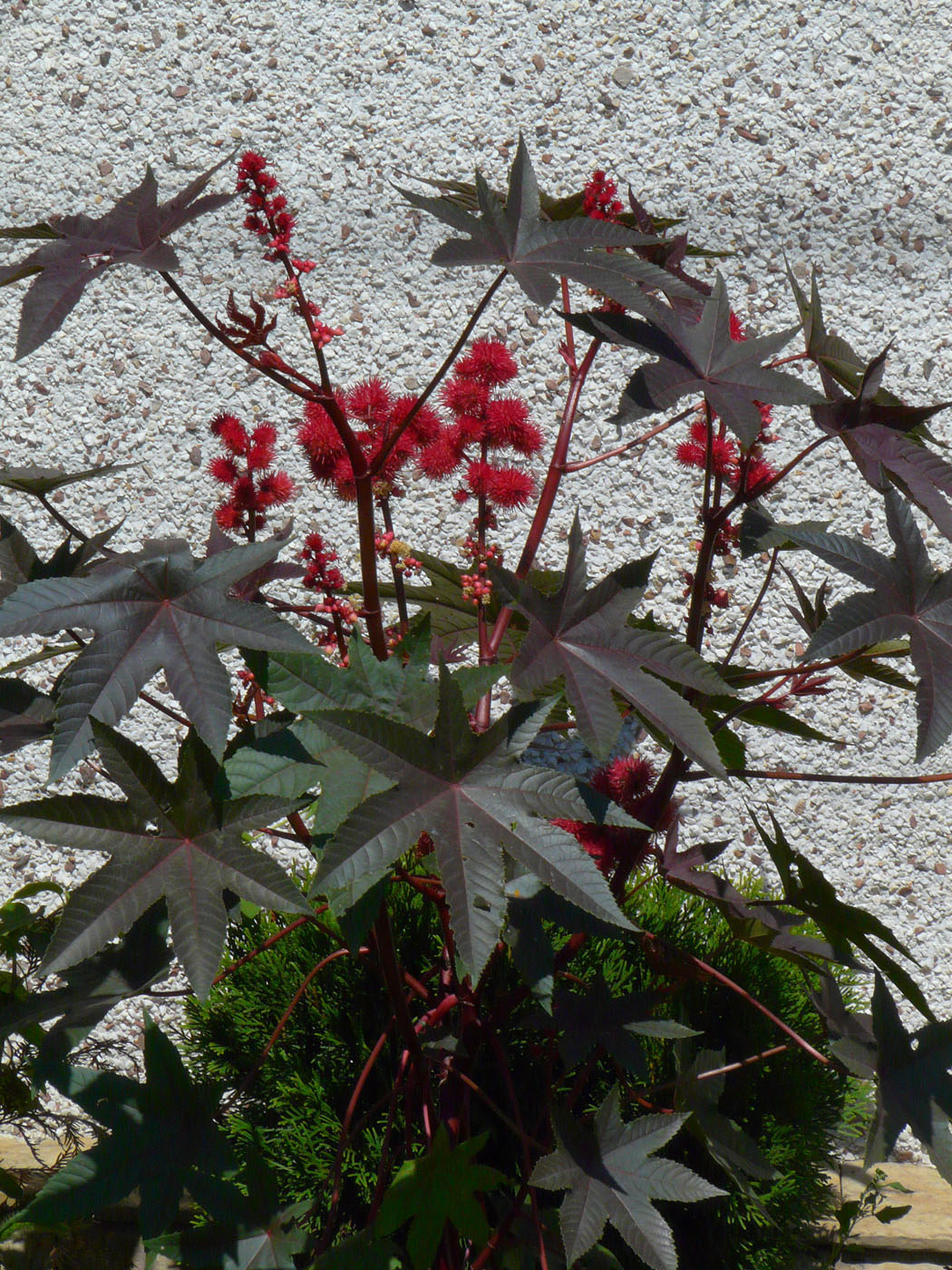 Image of Ricinus communis specimen.