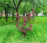 Malus × purpurea. Молодое цветущее растение. Санкт-Петербург, Петергоф, сквер у Ольгиного пруда, в озеленении. 01.06.2015.