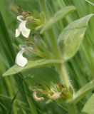 Ajuga laxmannii