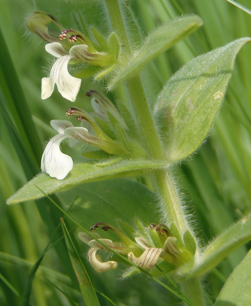 Image of Ajuga laxmannii specimen.