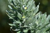 Artemisia absinthium