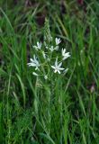 Ornithogalum ponticum. Соцветие. Крым, Бахчисарайский р-н, гора Тепе-Кермен, опушка дубового леса. 09.06.2016.