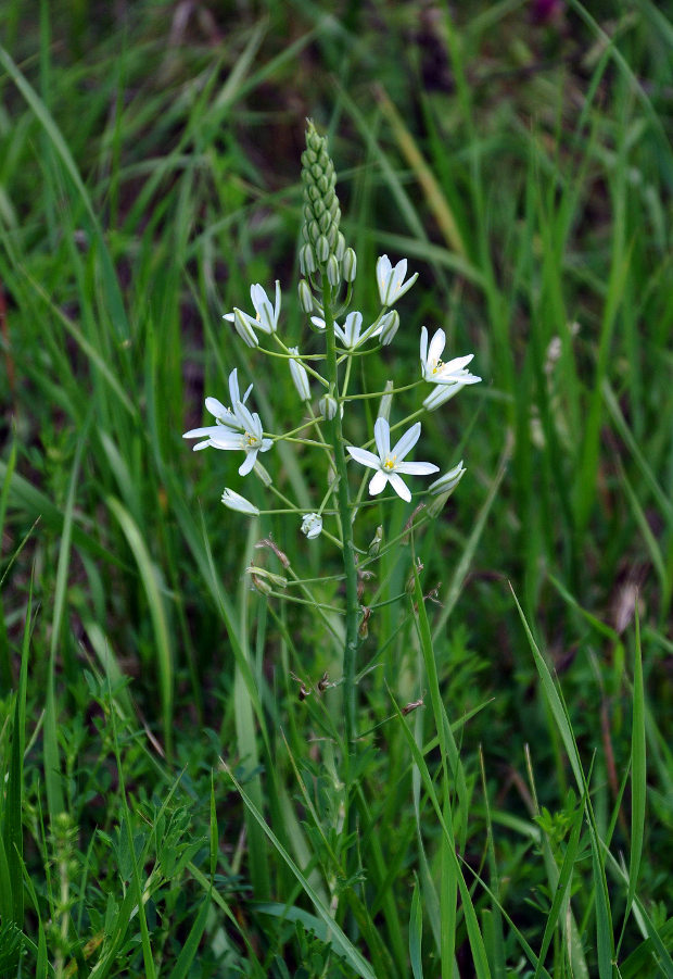 Image of Ornithogalum ponticum specimen.