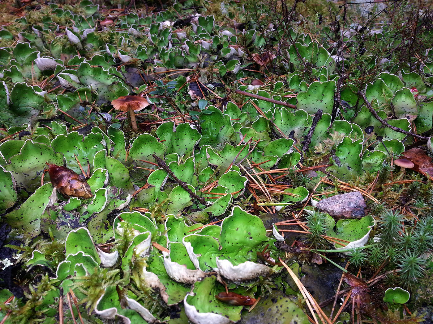 Image of Peltigera aphthosa specimen.