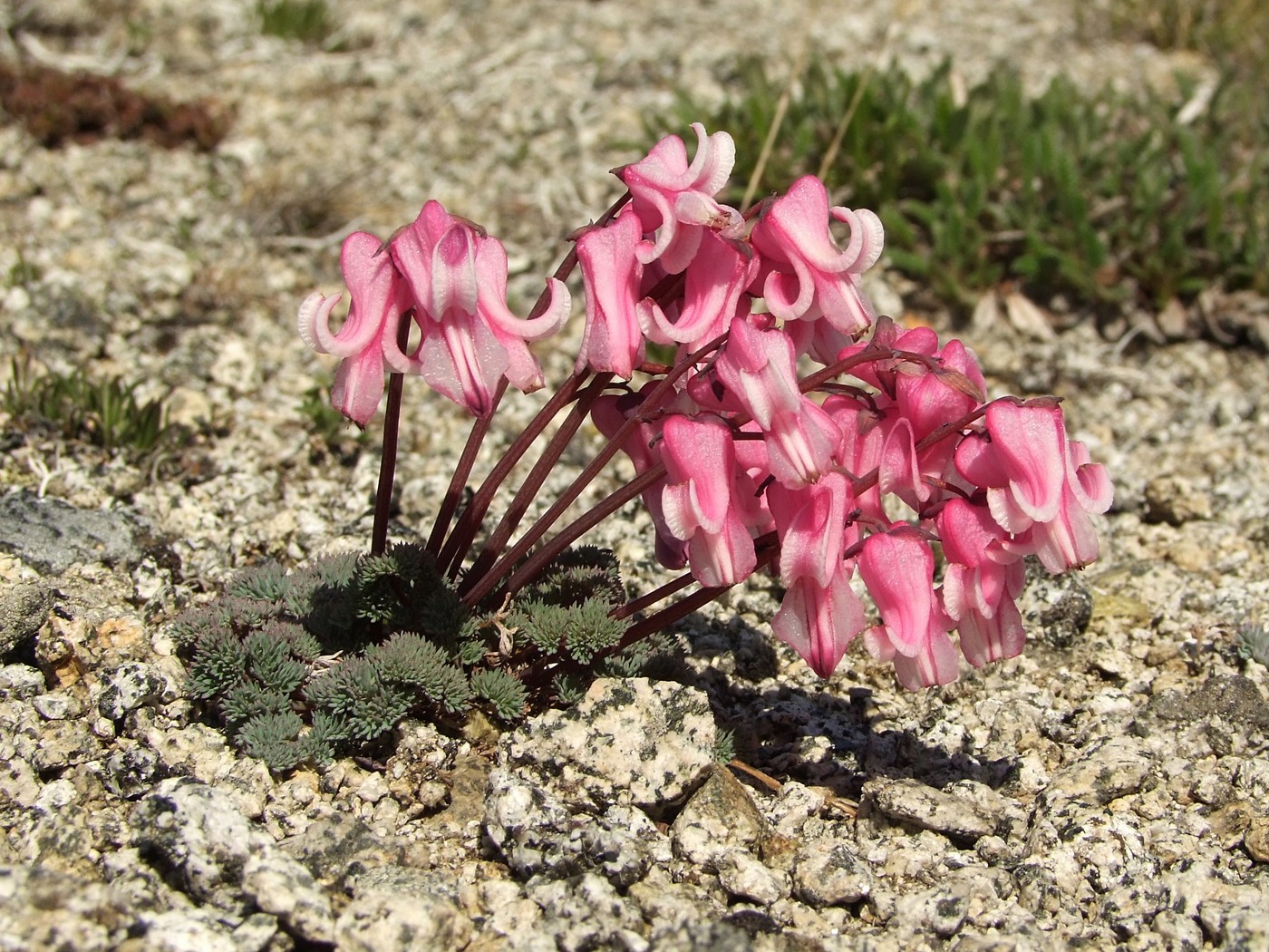 Image of Dicentra peregrina specimen.