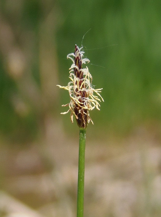 Изображение особи Eleocharis palustris.