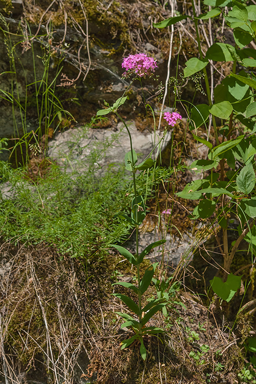 Изображение особи Silene compacta.