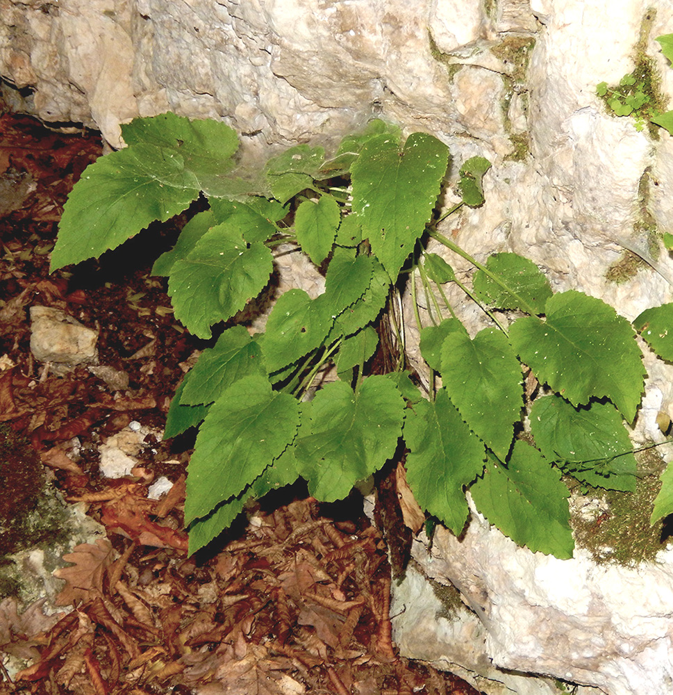 Image of Campanula pendula specimen.