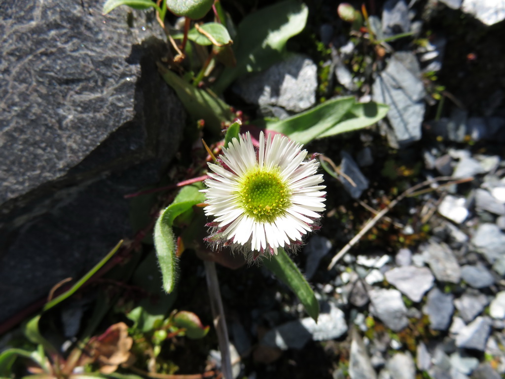 Image of Erigeron eriocalyx specimen.