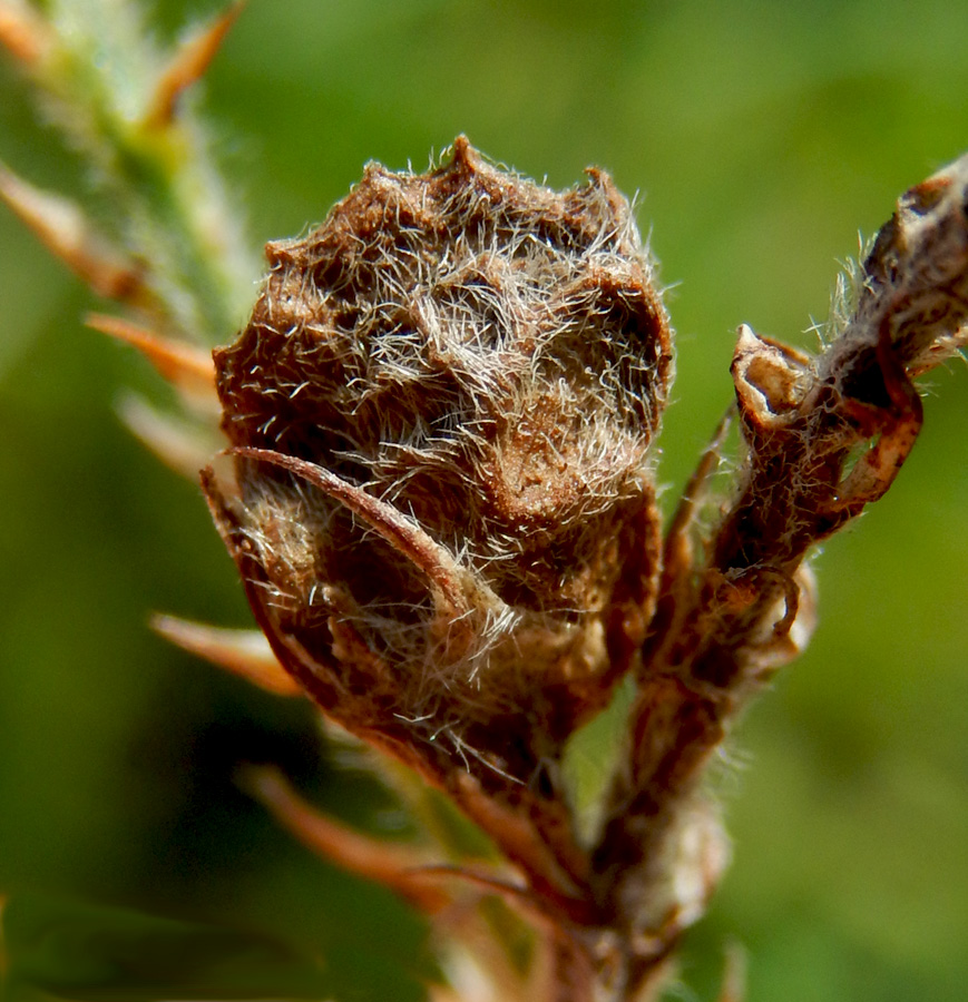 Изображение особи Onobrychis miniata.