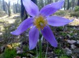 Pulsatilla patens. Цветок. Тверская обл., Весьегонский р-н, окр. Весьегонска, сосновый бор, черничник. 12 мая 2013 г.