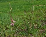 Onobrychis viciifolia. Часть верхушки расцветающего растения. Восточный Казахстан, Кокпектинский р-н, 25 км в горы от с. Пантелеймоновка, 1000 м н.у.м., пологий склон сопки. 13.06.2016.