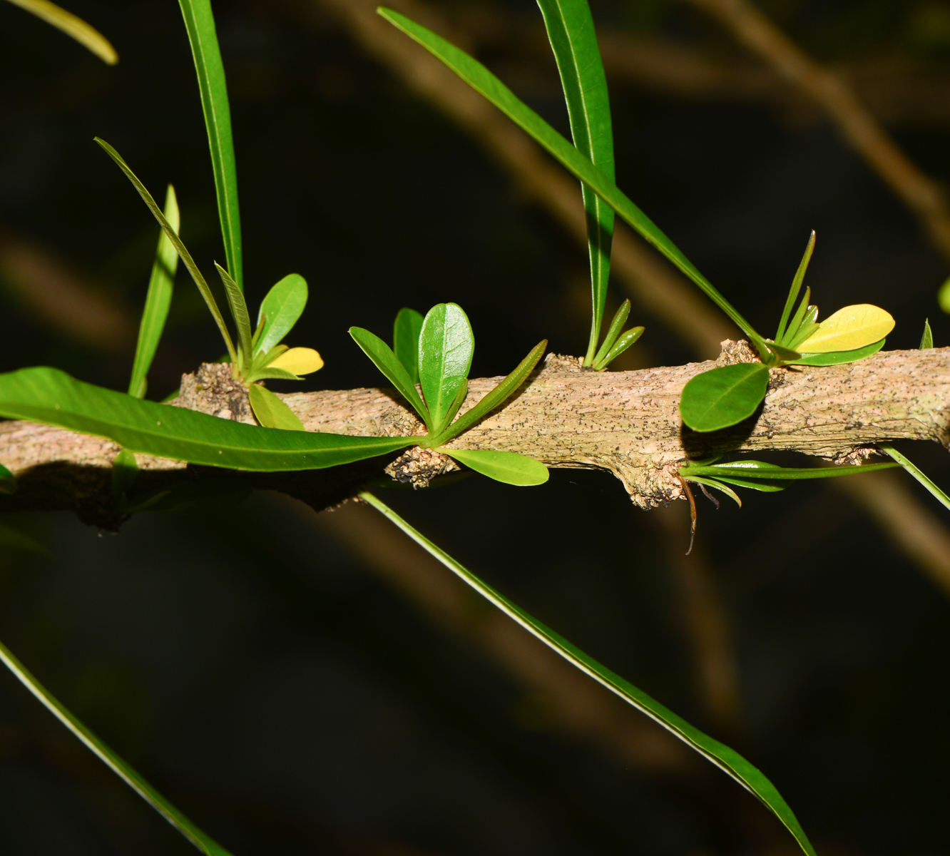 Изображение особи Crescentia alata.