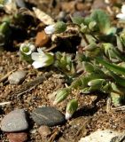 Holosteum umbellatum