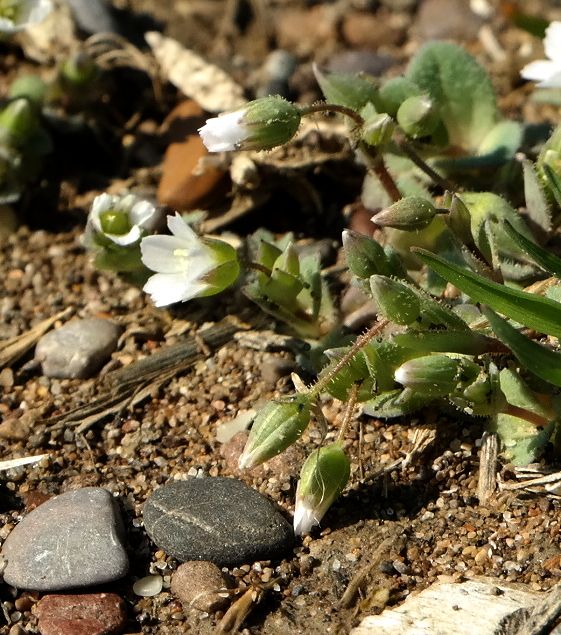 Image of Holosteum umbellatum specimen.